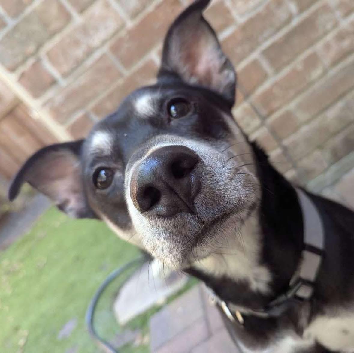 Enlarge Ghost, a Adoptable mixed breed in Houston, TX image 3/6