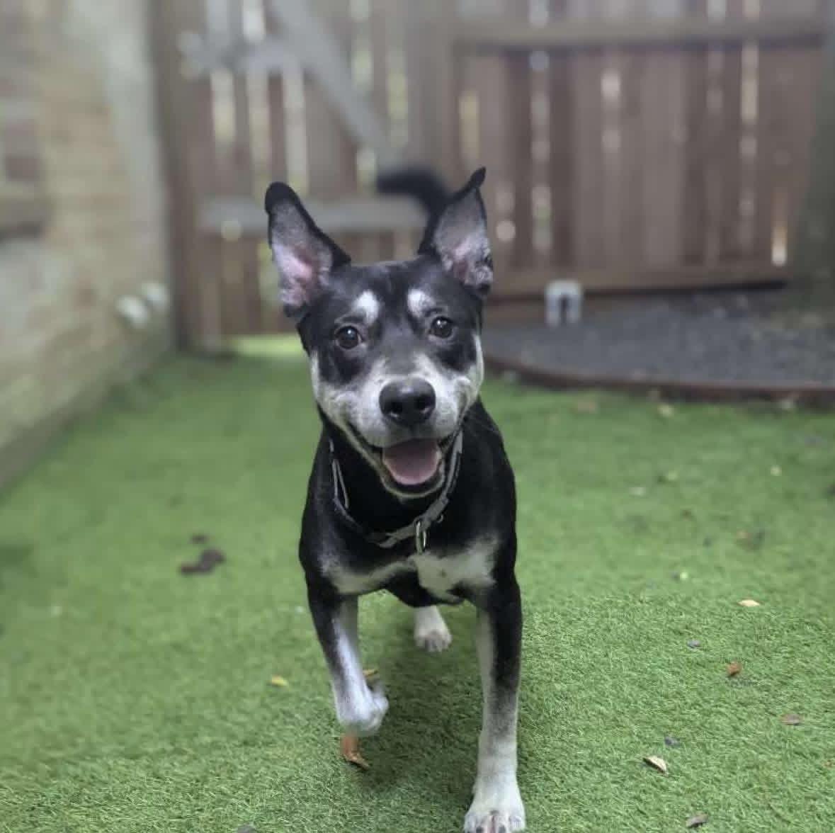 Enlarge Ghost, a Adoptable mixed breed in Houston, TX image 4/6