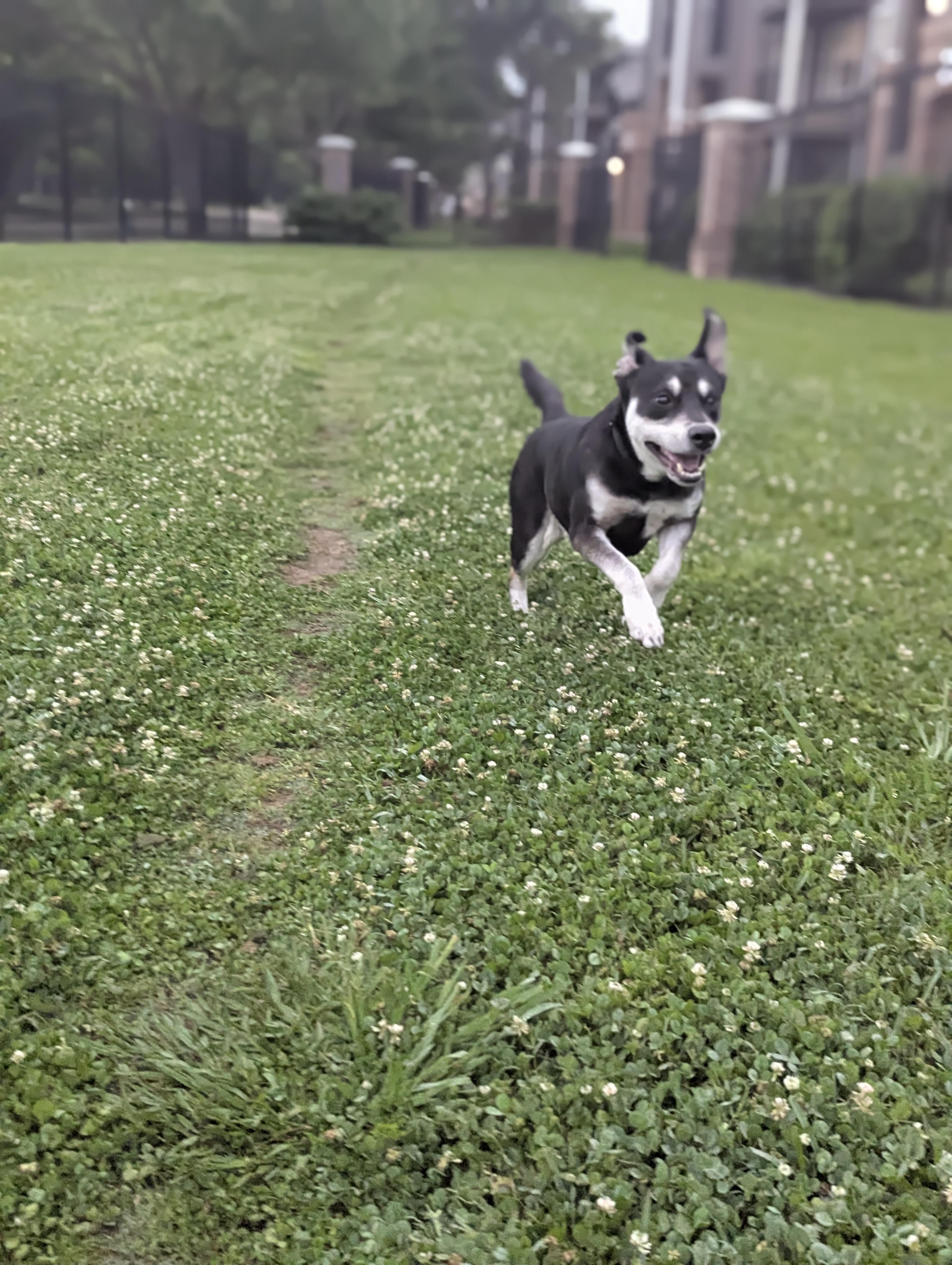 Enlarge Ghost, a Adopted mixed breed in Houston, TX image 2/6