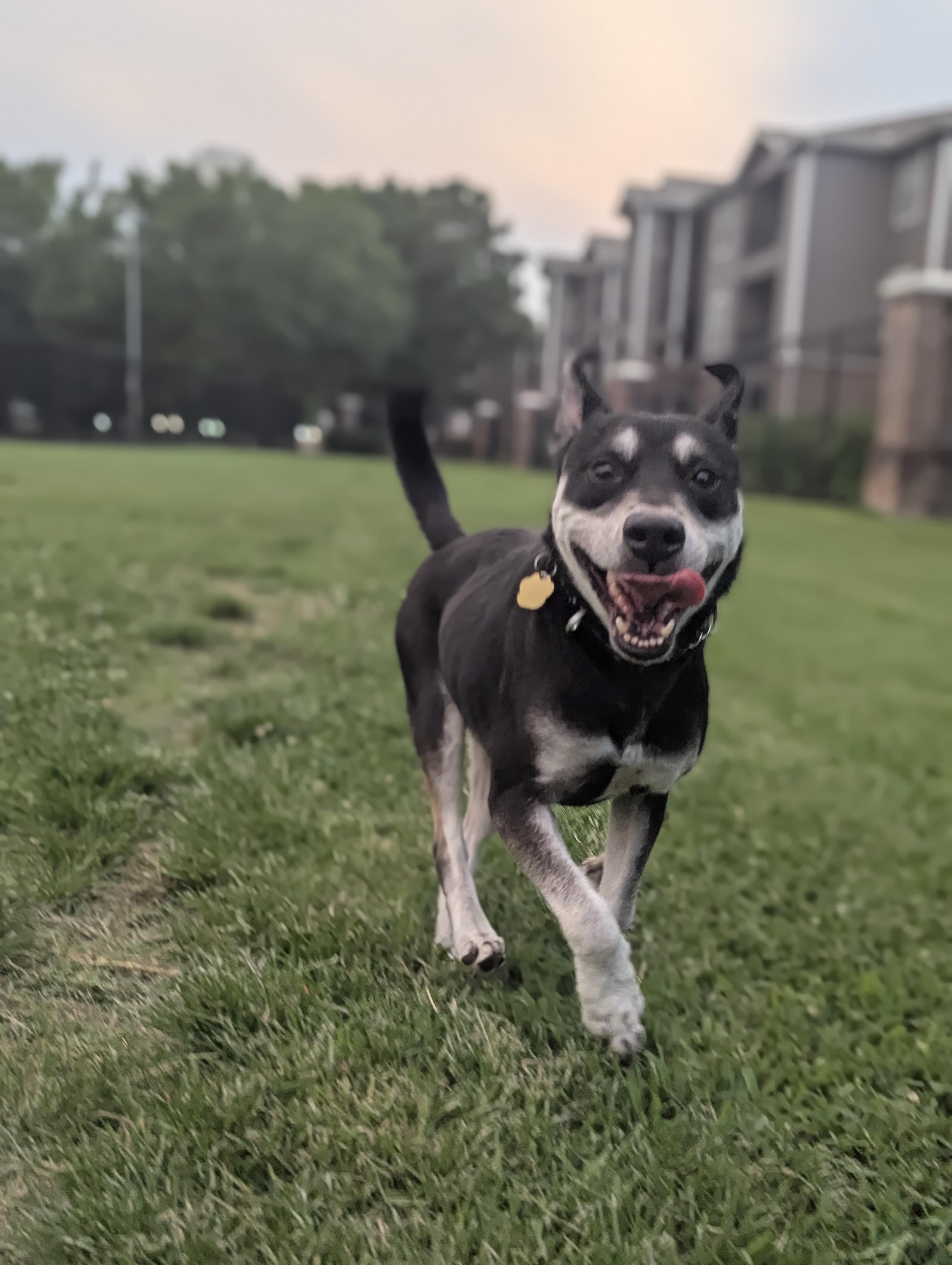 Enlarge Ghost, a Adopted mixed breed in Houston, TX image 3/6