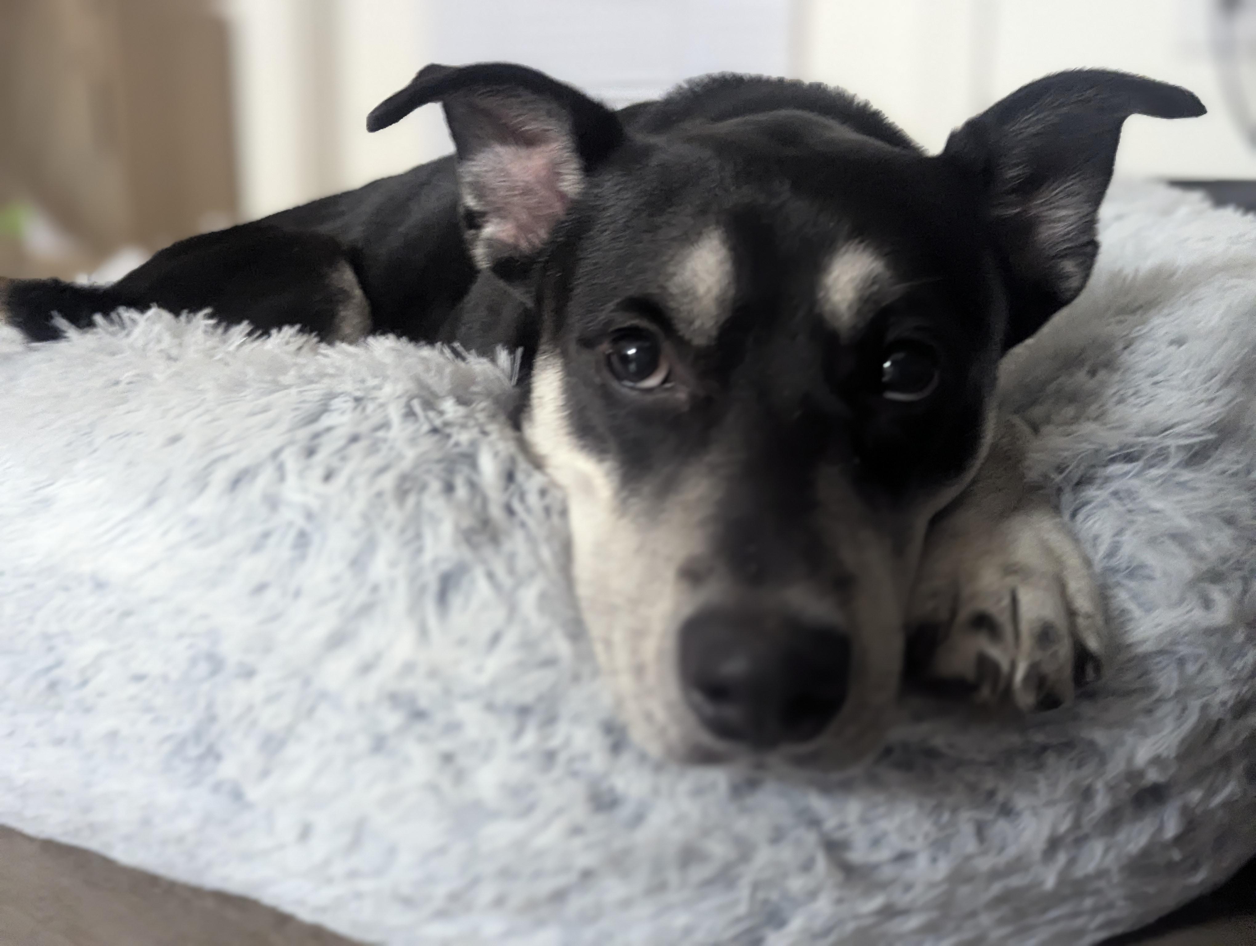 Enlarge Ghost, a Adopted mixed breed in Houston, TX image 4/6