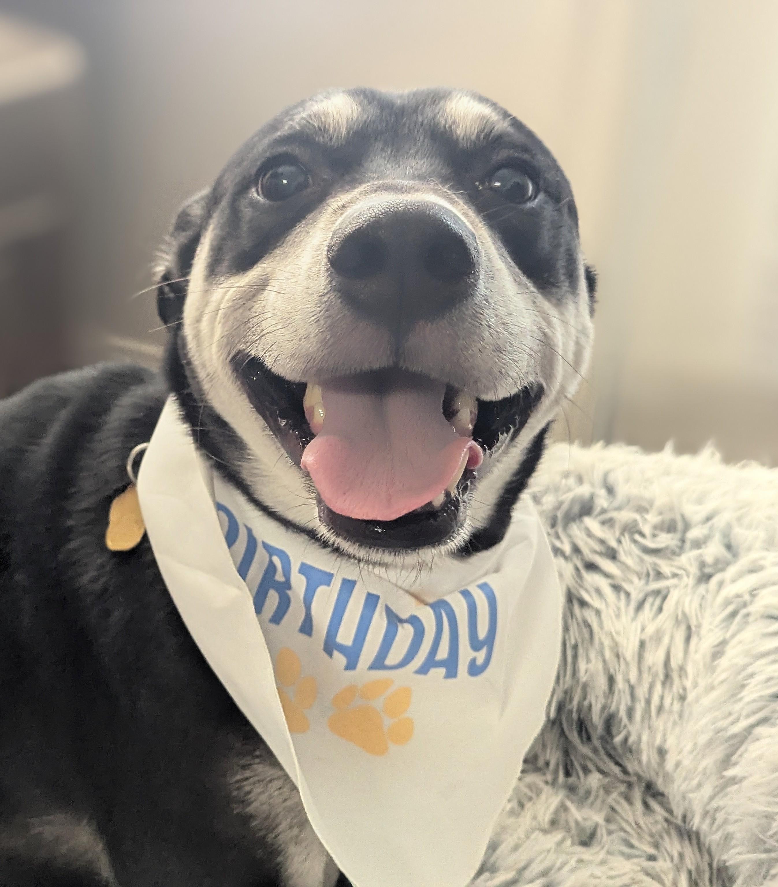 Enlarge Ghost, a Adopted mixed breed in Houston, TX image 5/6