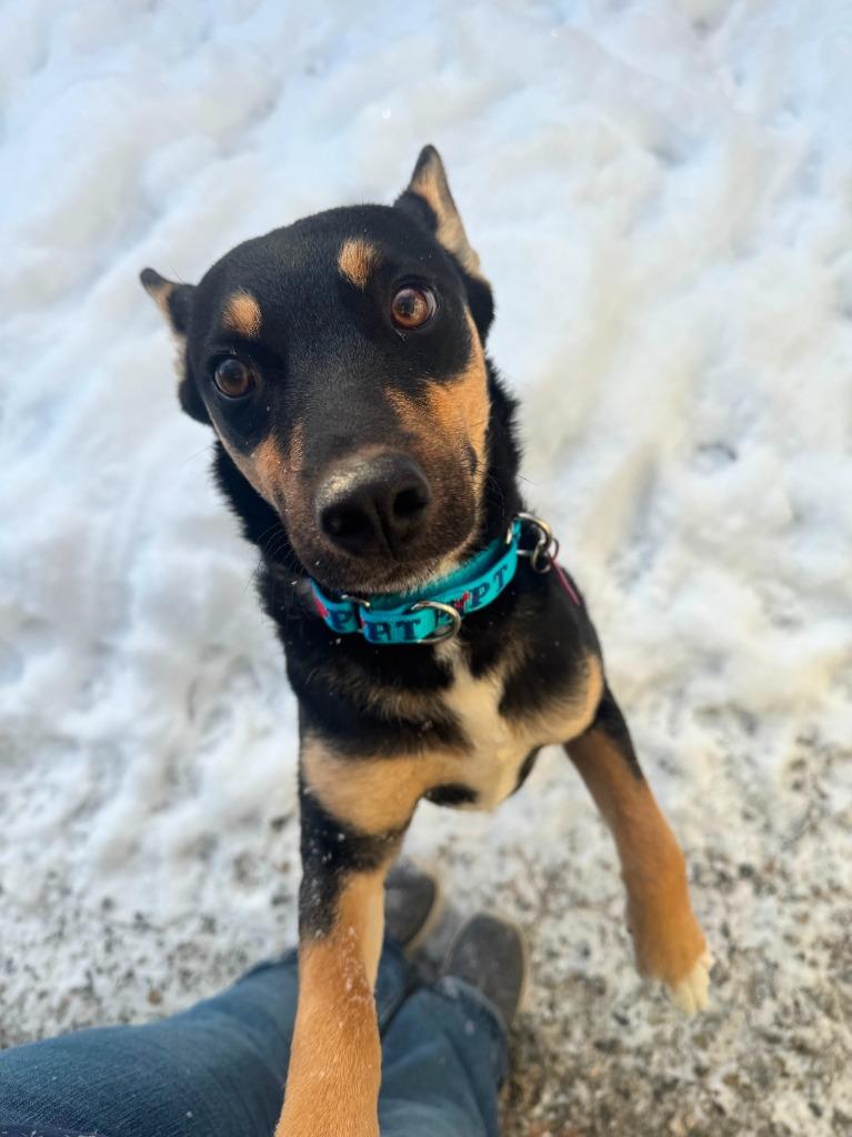 Enlarge Raven, a Adopted mixed breed in Lunenburg, VT image 1/1