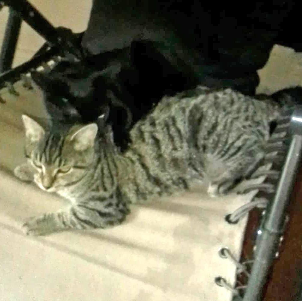 Celine B, a Adoptable mixed breed in Somerset, KY image 2/3