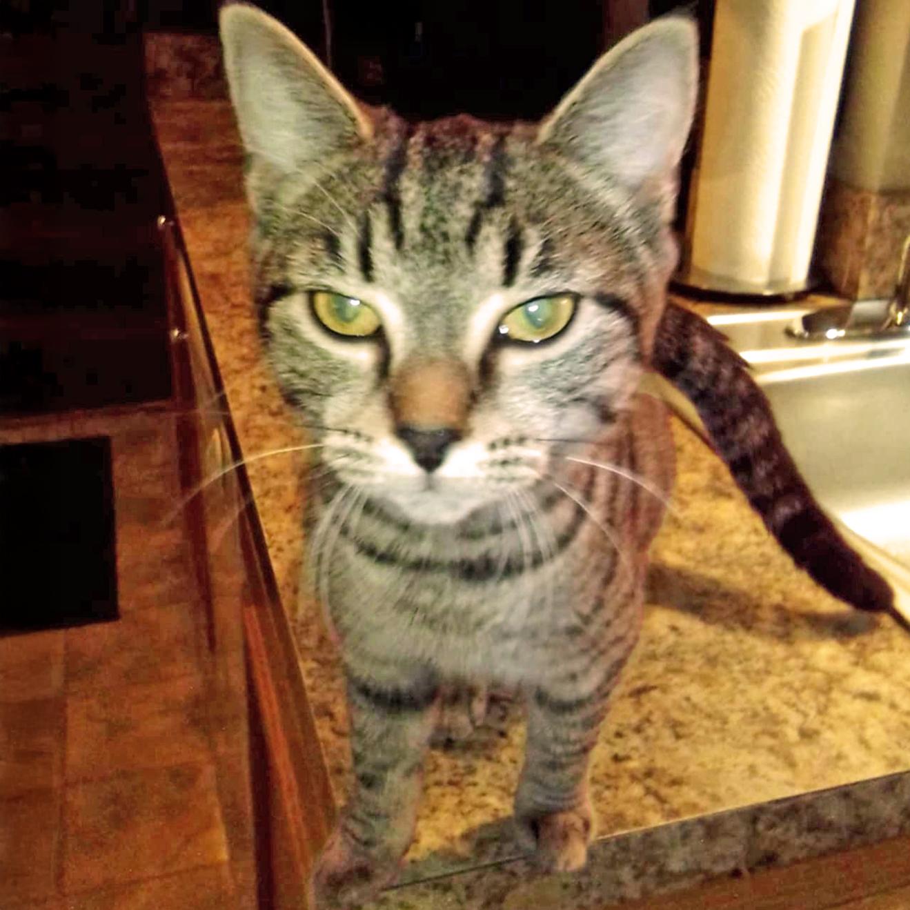 Celine B, Adoptable, Young Female Domestic Short Hair & Tabby.