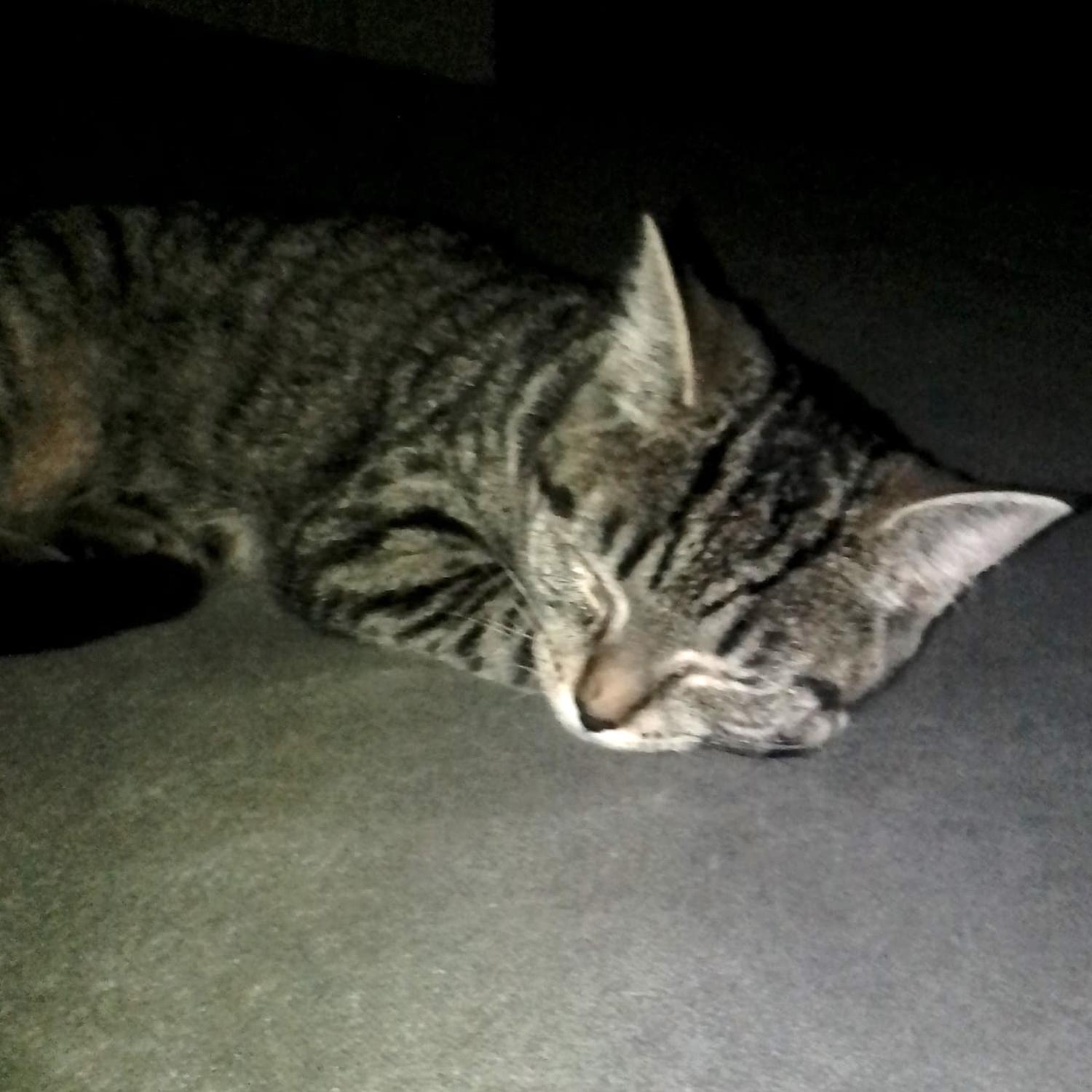 Celine B, a Adoptable mixed breed in Somerset, KY image 3/3