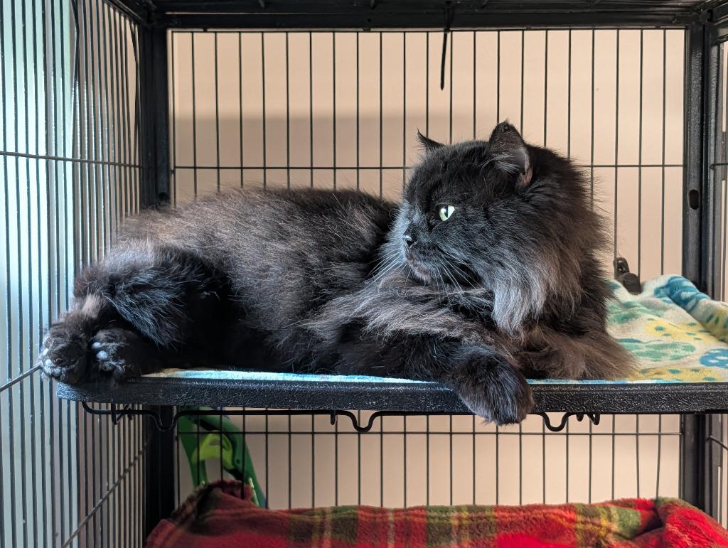 Koko, Adoptable, Young Male Domestic Short Hair.