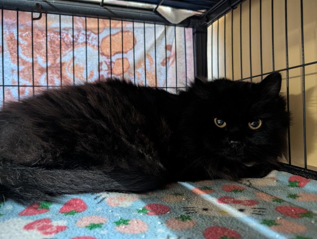 Enlarge Koko, a Adoptable mixed breed in Shelton, WA image 2/3