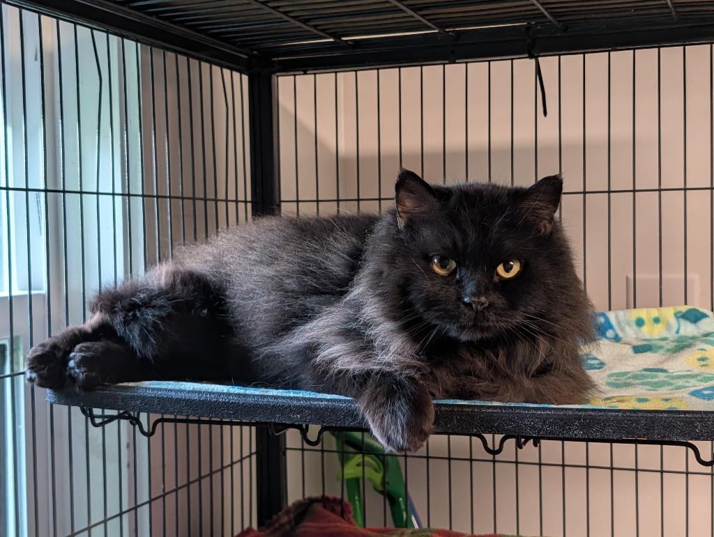 Enlarge Koko, a Adoptable mixed breed in Shelton, WA image 3/3