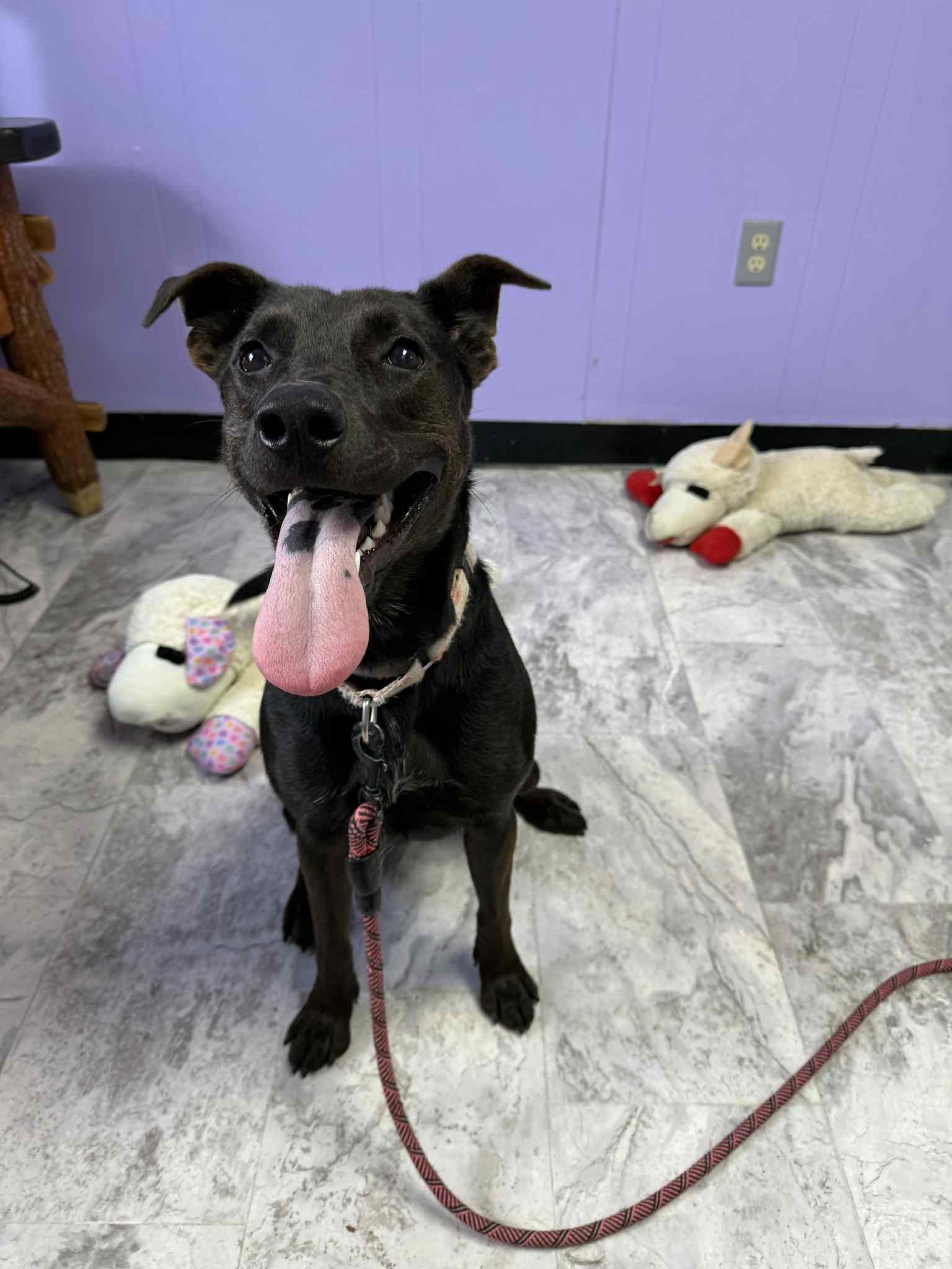 Lucy, Adoptable, Adult Female Mixed Breed.