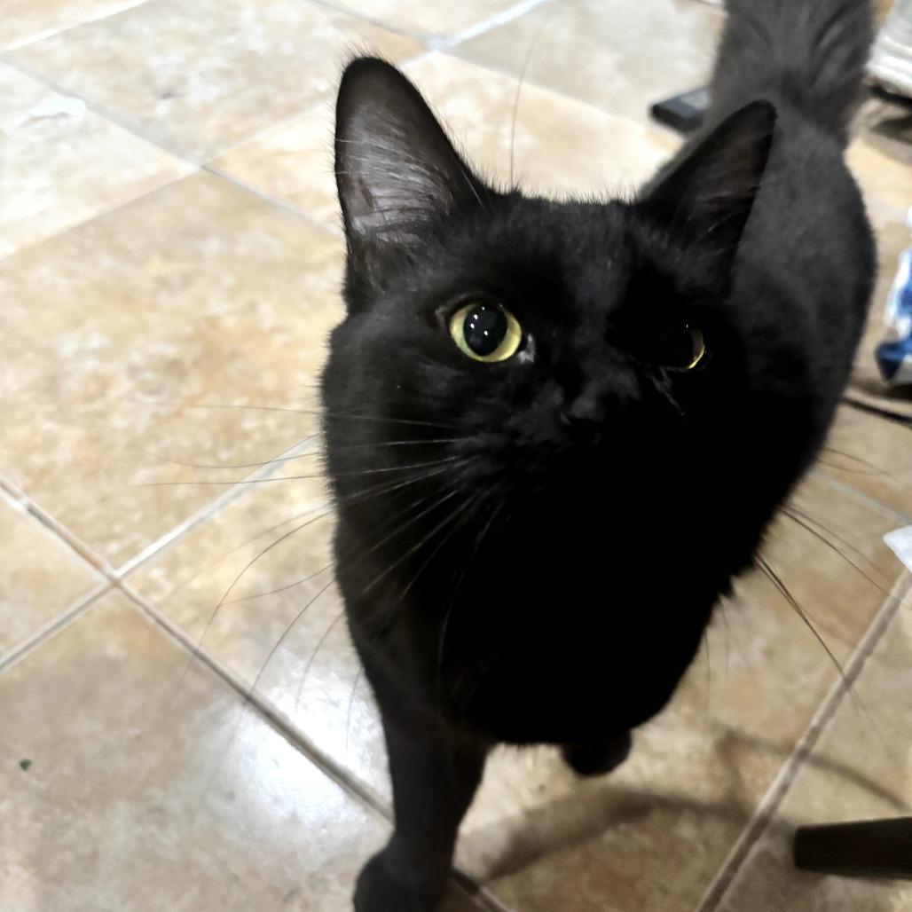 Enlarge Milan, a Adoptable Domestic Short Hair in Brea, CA image 1/1