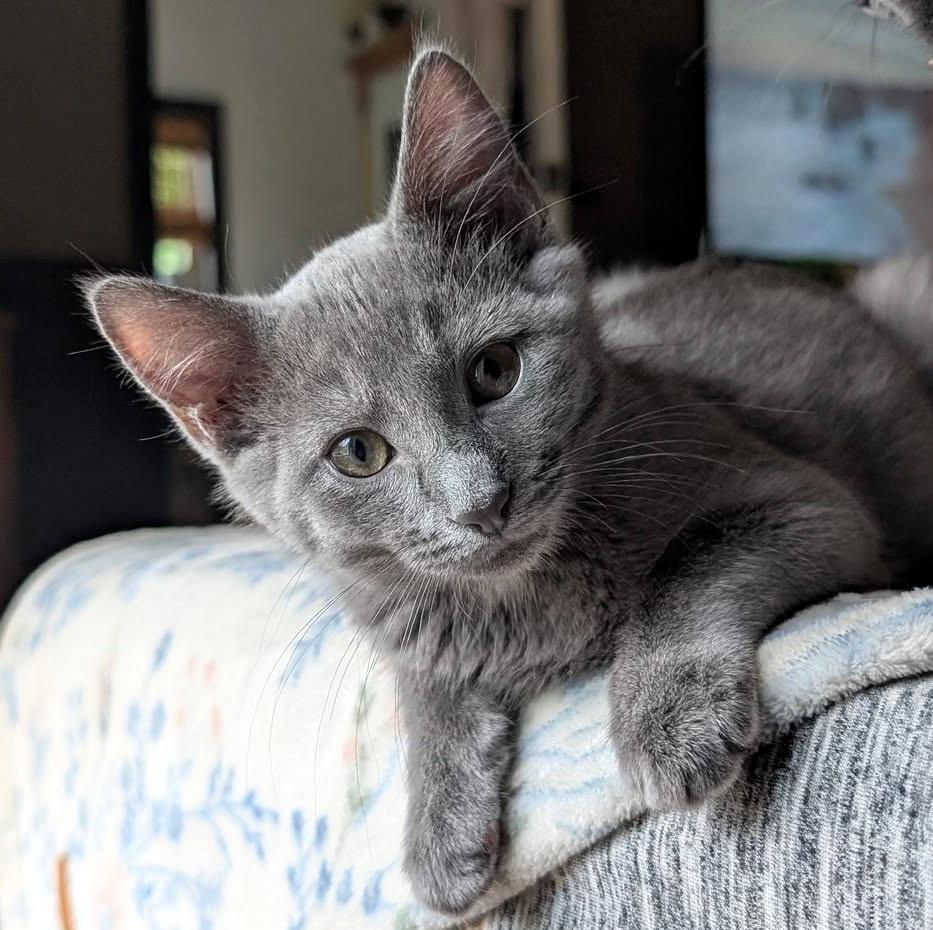Lizzie, a ADOPTABLE Domestic Short Hair in Pittsburgh, PA image 1/6