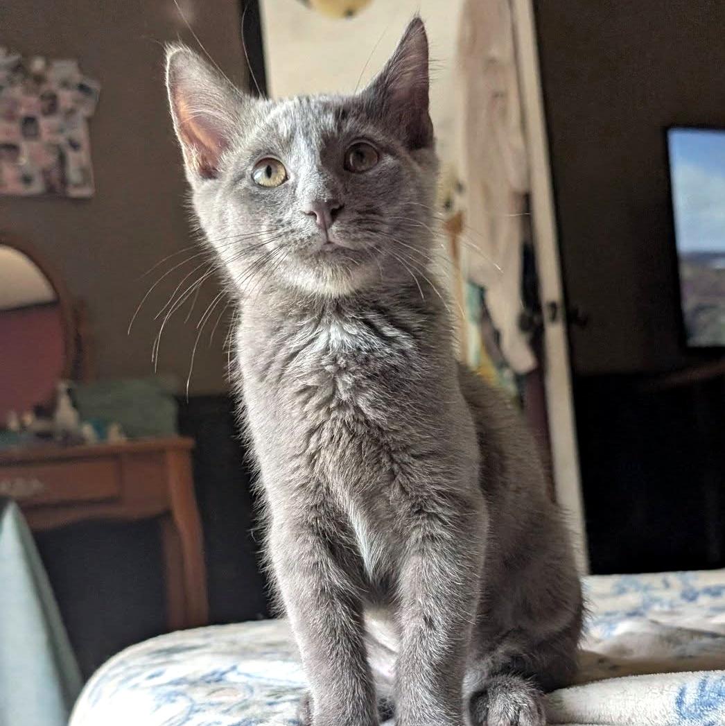 Lizzie, a ADOPTABLE Domestic Short Hair in Pittsburgh, PA image 2/6