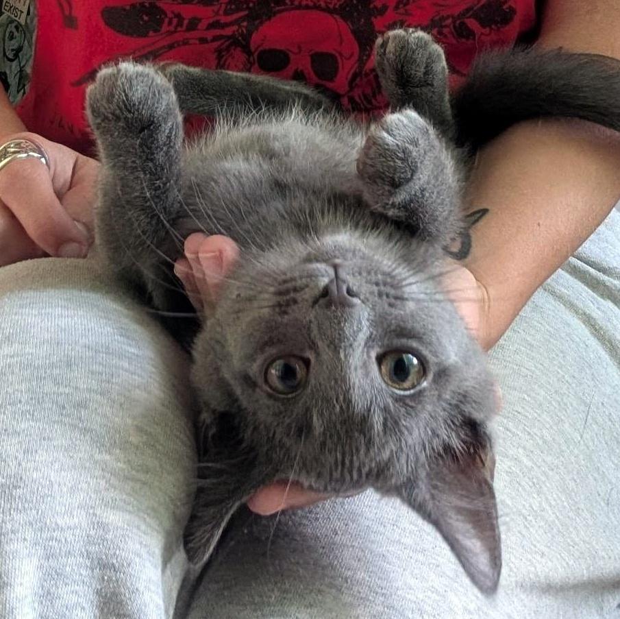 Lizzie, a ADOPTABLE Domestic Short Hair in Pittsburgh, PA image 3/6