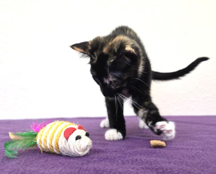 Mai-Tai, adopted, Kitten Female Domestic Short Hair.
