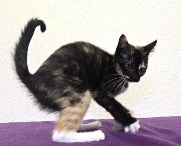 Mai-Tai, an adopted Domestic Short Hair in Red Wing, MN image 2/5