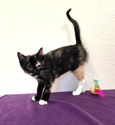 Mai-Tai, an adopted Domestic Short Hair in Red Wing, MN image 5/5
