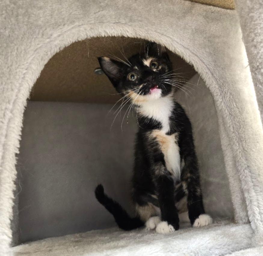 Mai-Tai, an adopted Domestic Short Hair in Red Wing, MN image 3/5