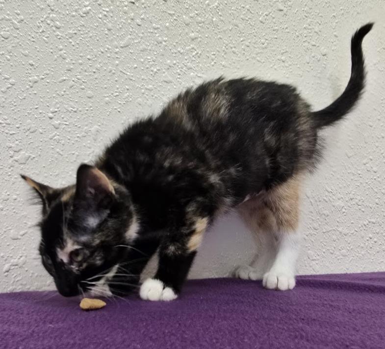 Mai-Tai, an adopted Domestic Short Hair in Red Wing, MN image 4/5
