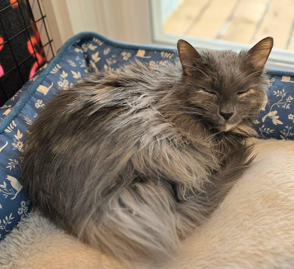 Noel, Adoptable, Senior Female Domestic Medium Hair.