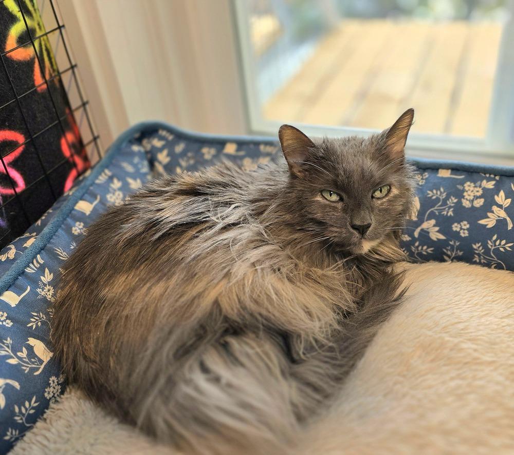 Noel, a Adoptable mixed breed in Vancouver, WA image 2/2