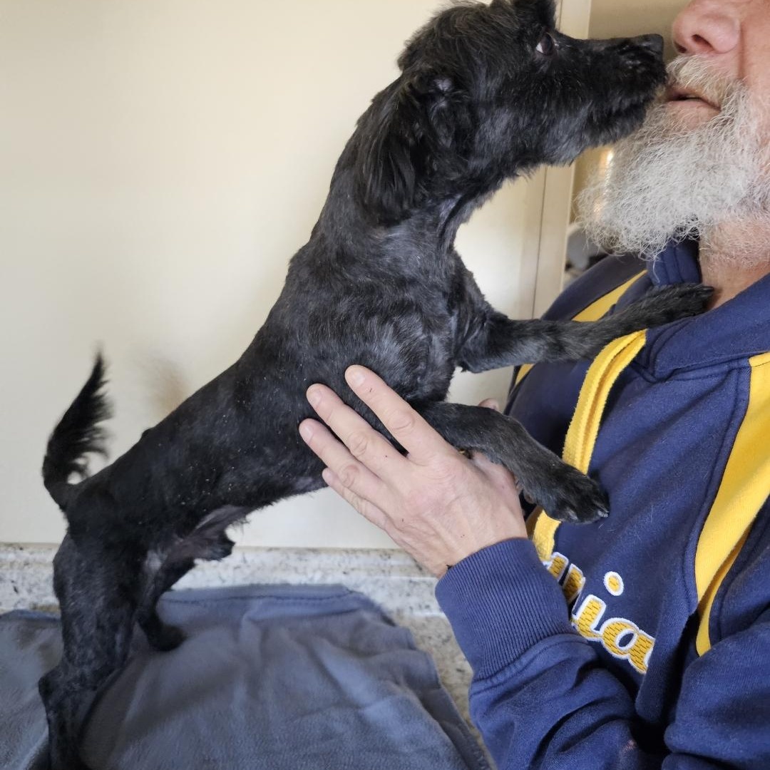 Enlarge Reggie, an adopted mixed breed in Yreka, CA image 4/5