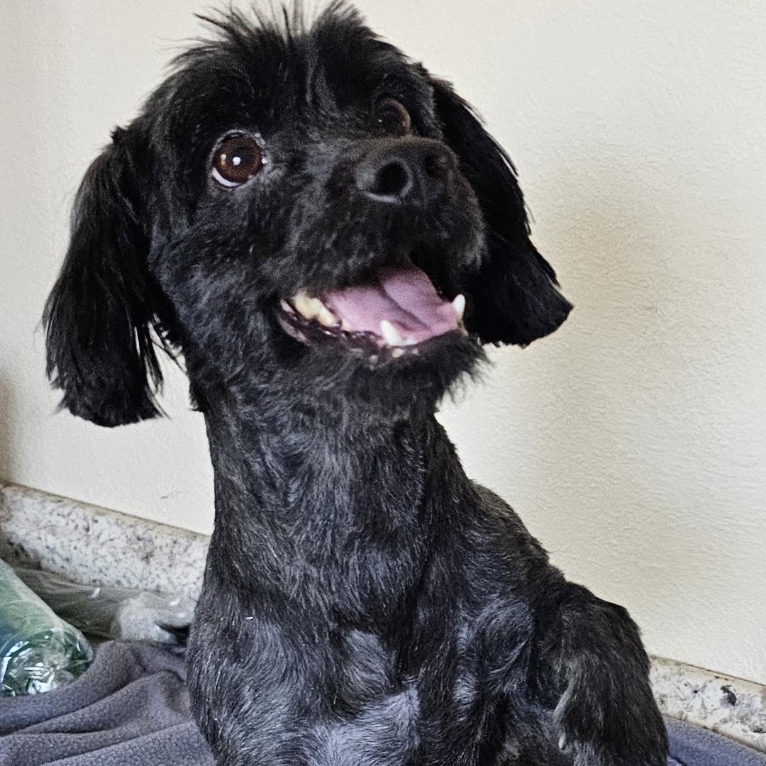 Reggie, adopted, Young Male Havanese.