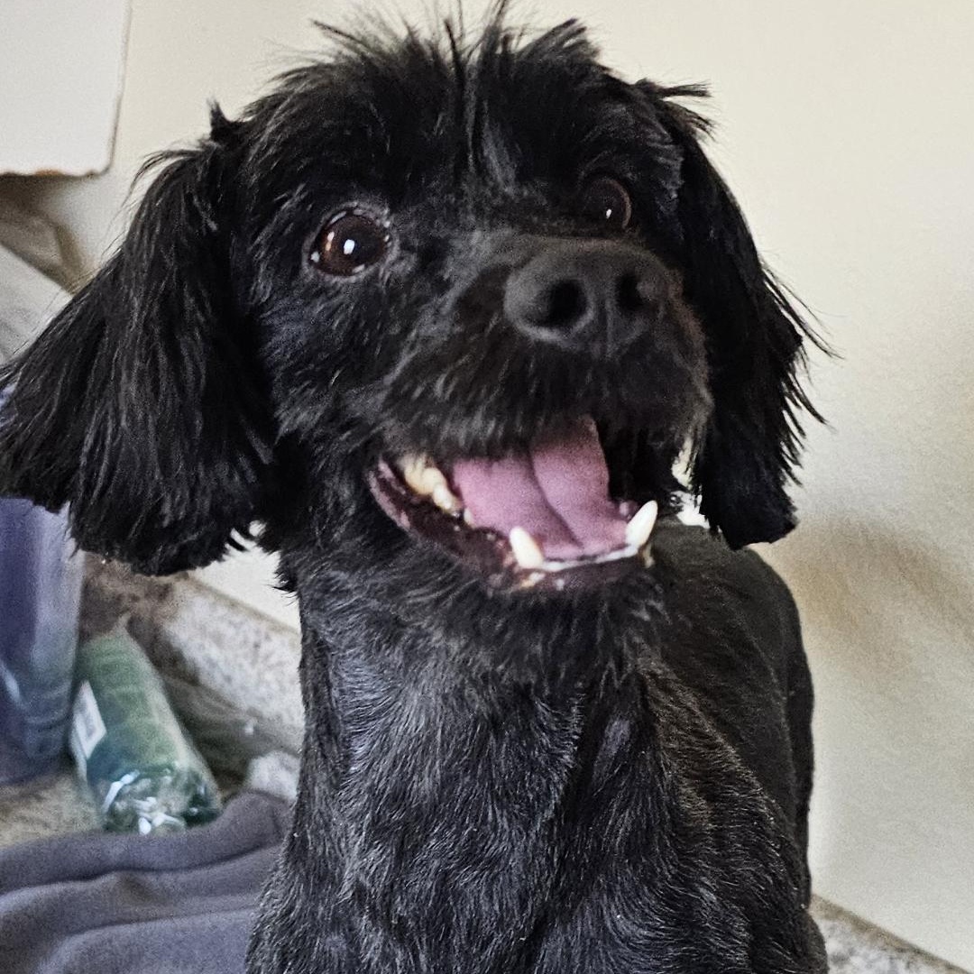 Enlarge Reggie, an adopted mixed breed in Yreka, CA image 2/5