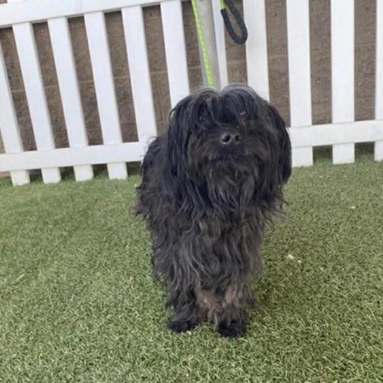 Enlarge Reggie, an adopted mixed breed in Yreka, CA image 5/5