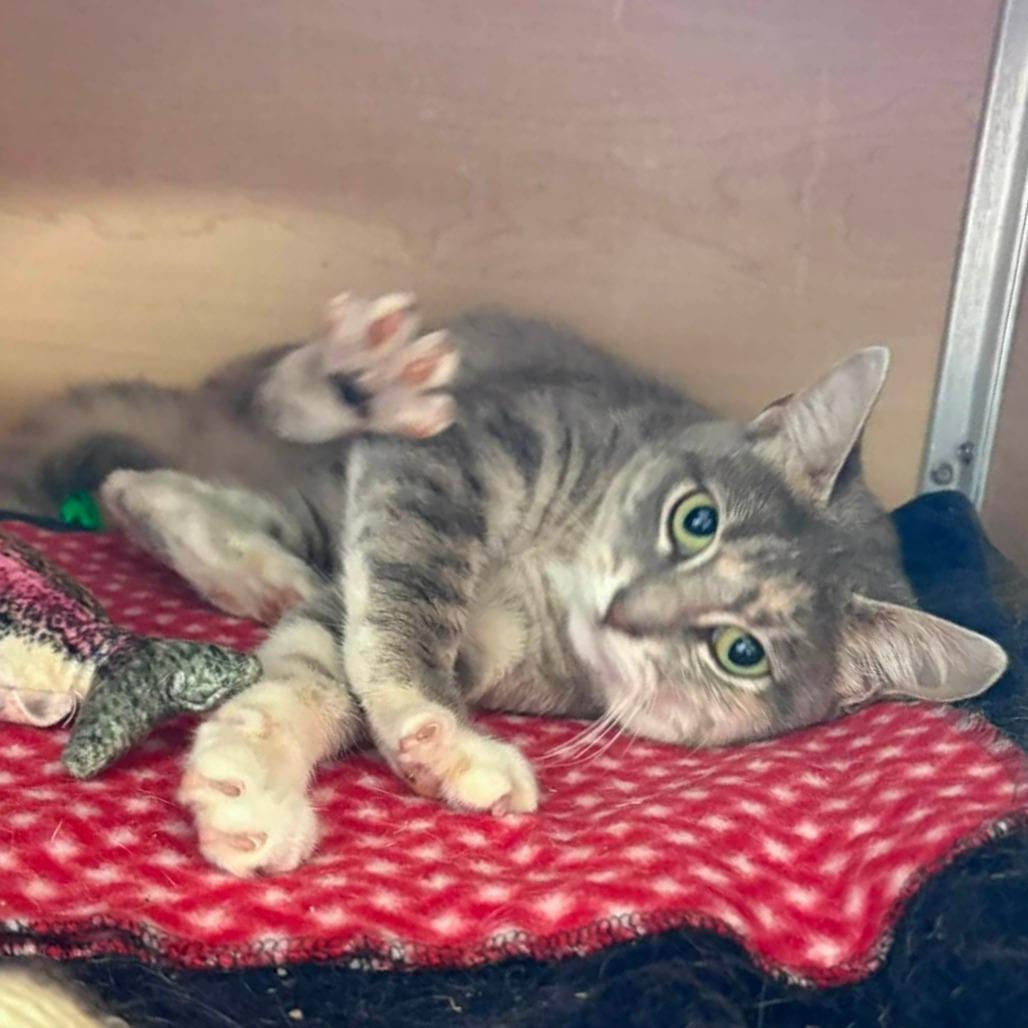 Enlarge Calypso, a Adoptable Domestic Short Hair in Brookfield, WI image 4/4