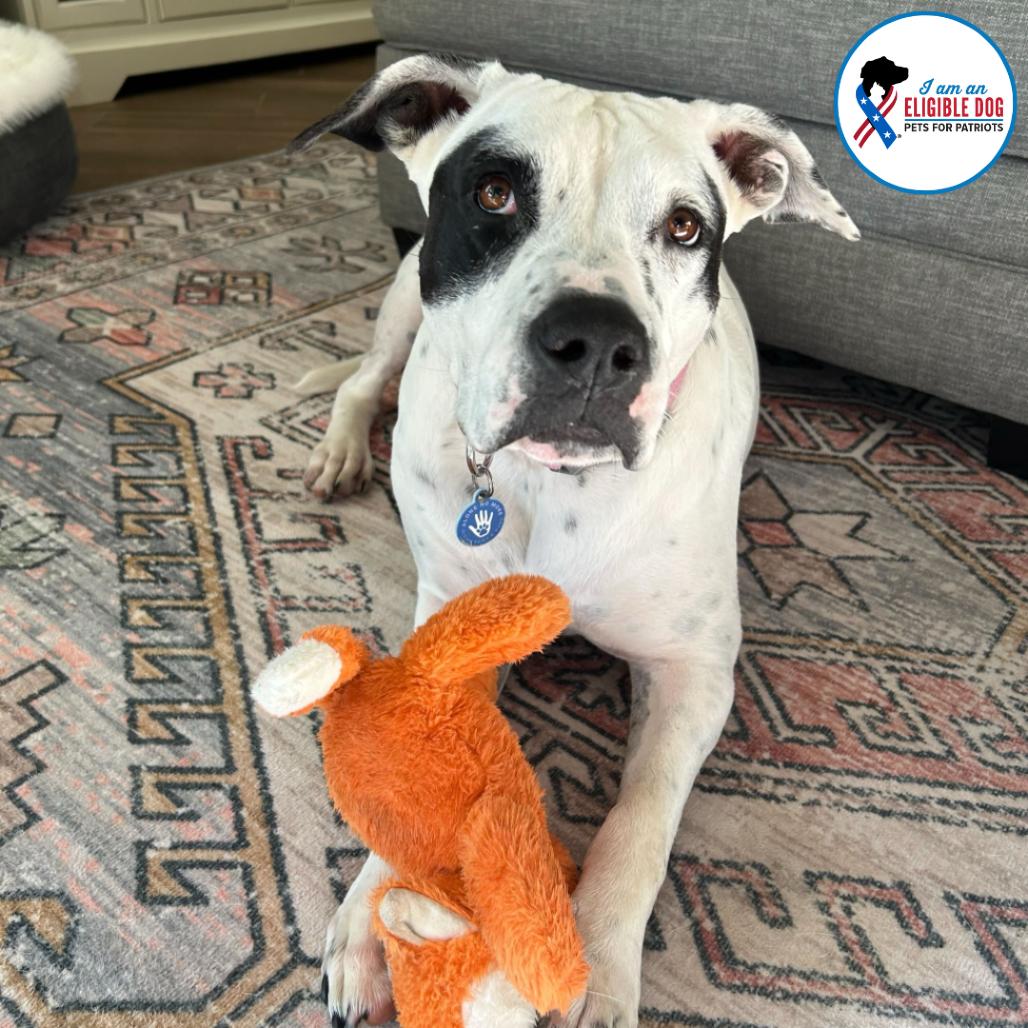 Enlarge Willowdean, a Adoptable Pit Bull Terrier in Apache Junction, AZ image 2/6