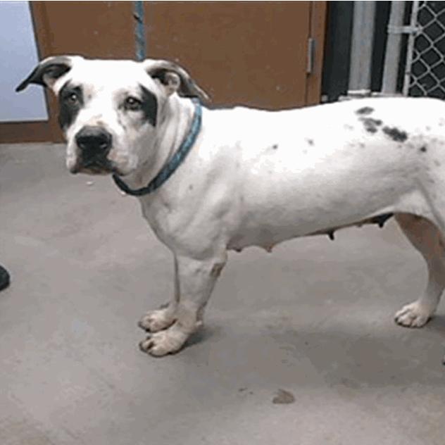 Willowdean, Adoptable, Adult Female Pit Bull Terrier.