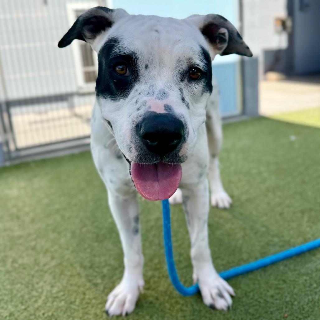 Willowdean, a Adoptable Pit Bull Terrier in Apache Junction, AZ image 2/6