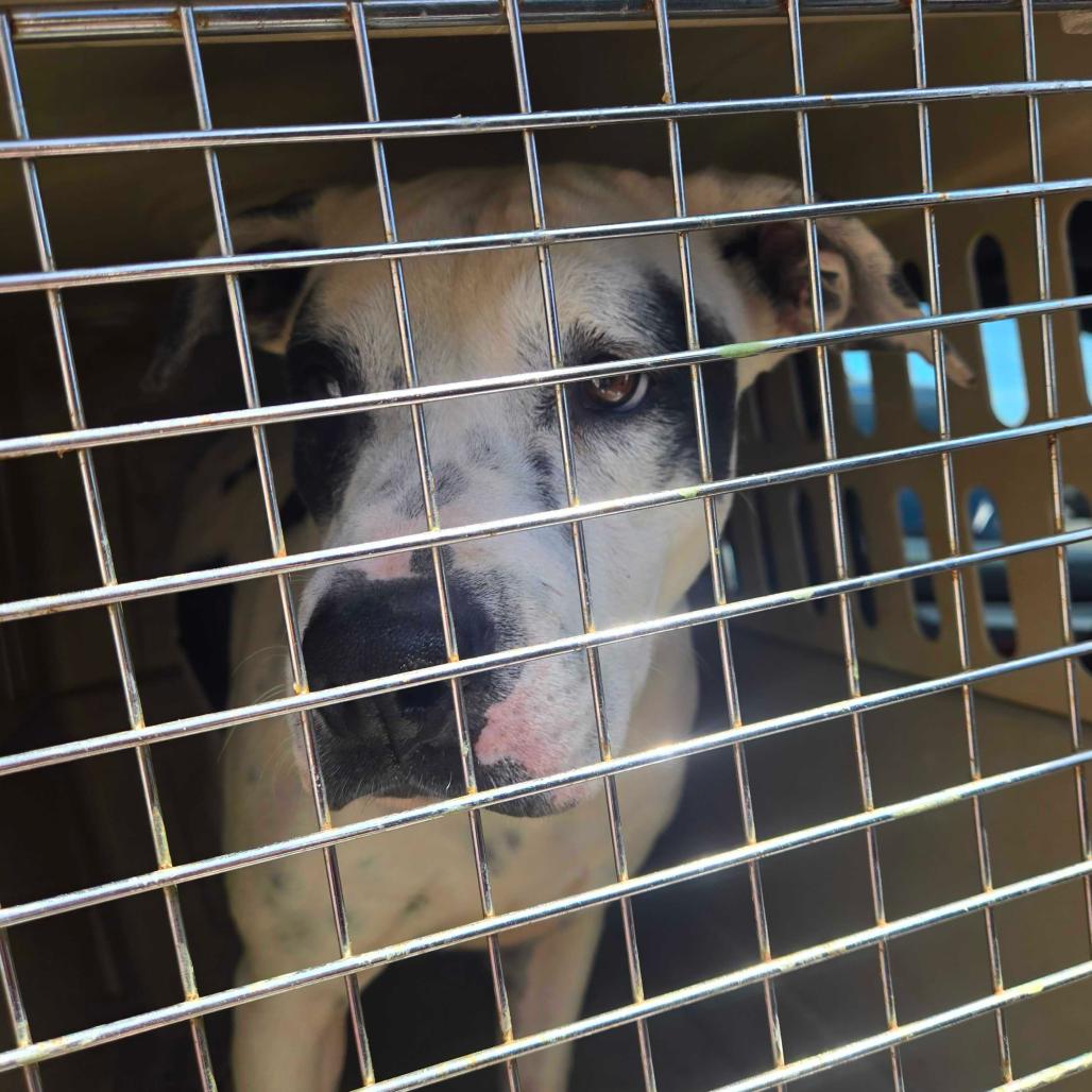 Willowdean, a Adoptable Pit Bull Terrier in Apache Junction, AZ image 3/6