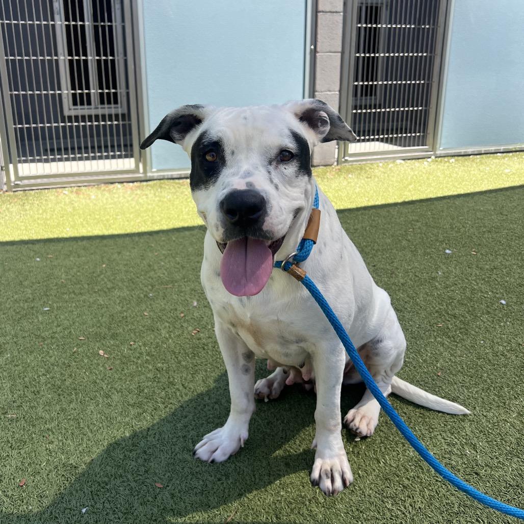 Willowdean, a Adoptable Pit Bull Terrier in Apache Junction, AZ image 4/6