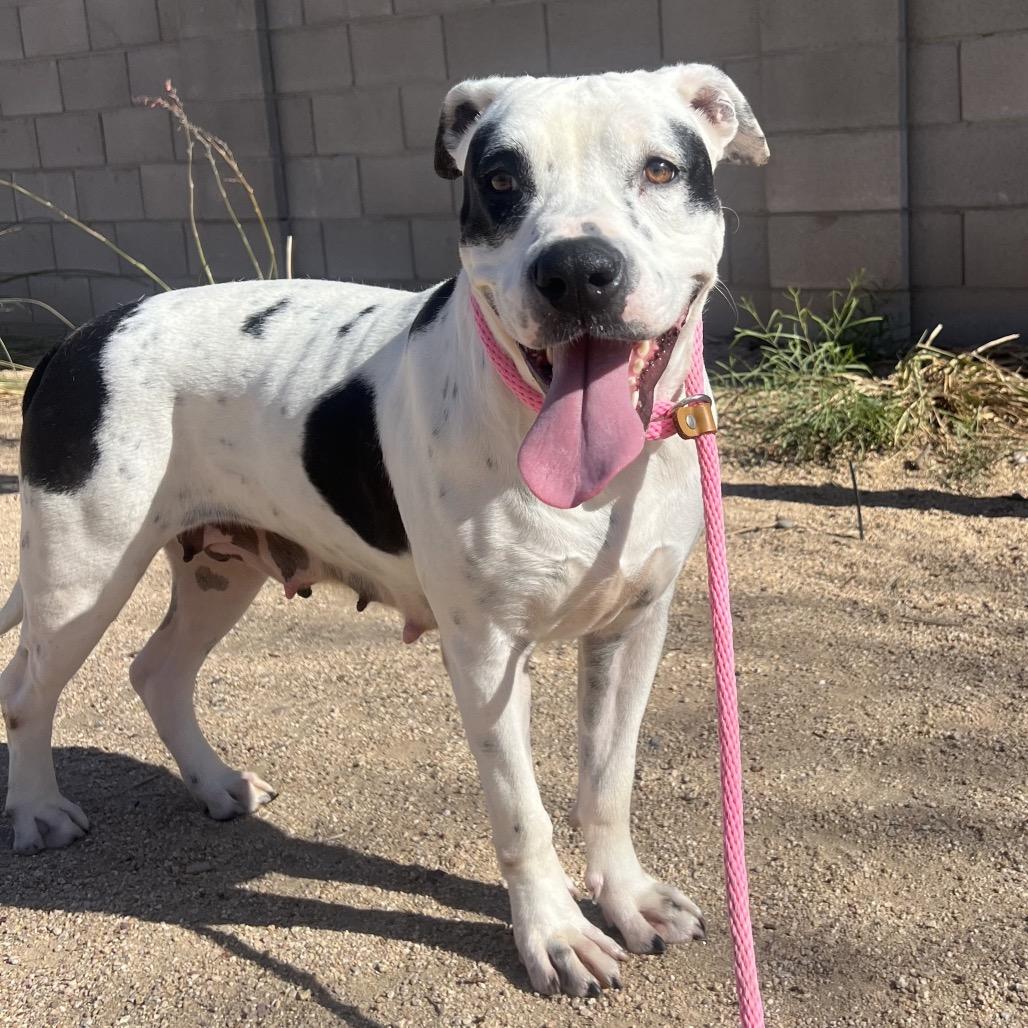 Enlarge Willowdean, a Adoptable Pit Bull Terrier in Apache Junction, AZ image 6/6