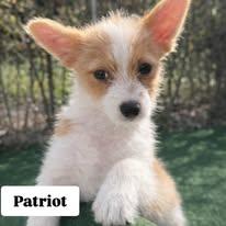 Enlarge Patriot, a ADOPTABLE mixed breed in Miami, FL image 2/2
