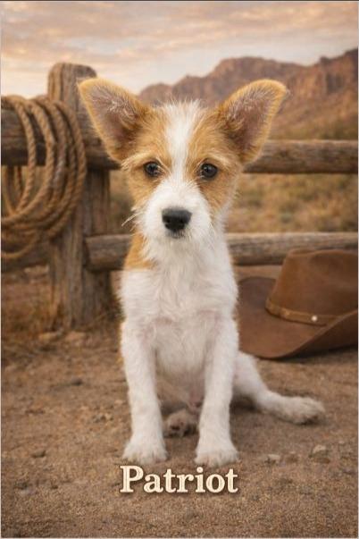 Patriot, ADOPTABLE, Young Male Yorkie Poo.