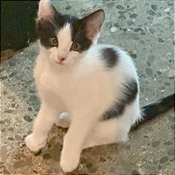Sully, Adoptable, Kitten Male Domestic Short Hair.