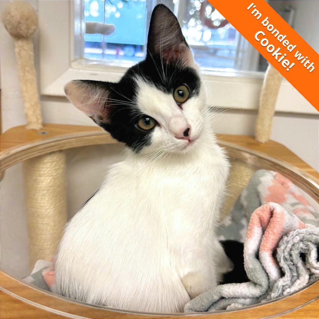 Sully, a Adoptable Domestic Short Hair in Pleasant Hill, CA image 2/4