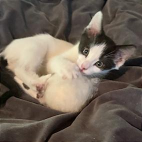 Sully, a Adoptable Domestic Short Hair in Pleasant Hill, CA image 3/4
