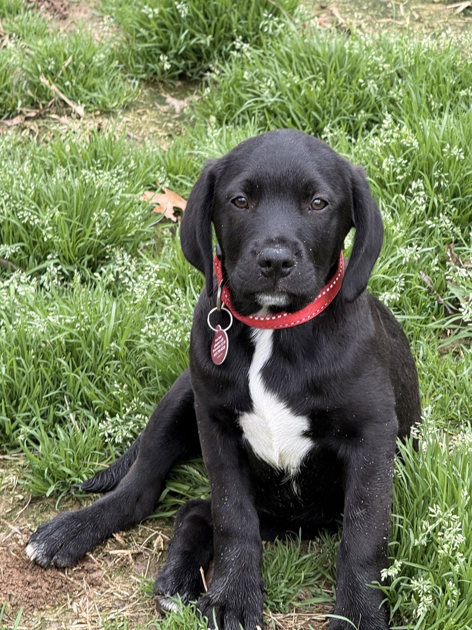 Cole, Adopted, Young Male Labrador Retriever.