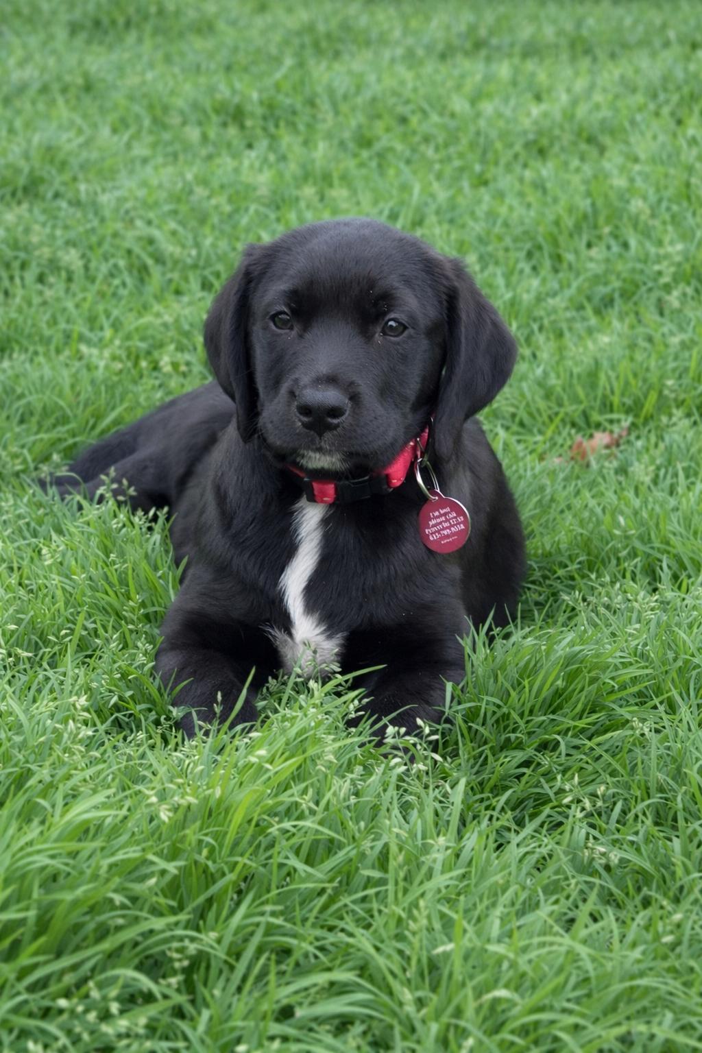Enlarge Cole, a Adopted Labrador Retriever in Nashville, TN image 2/3