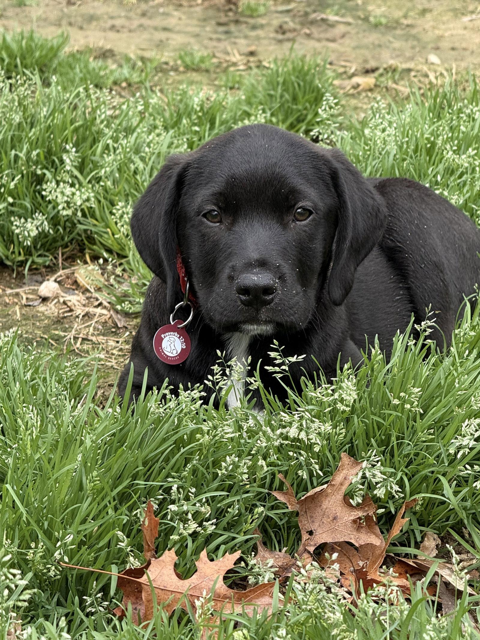 Enlarge Cole, a Adopted Labrador Retriever in Nashville, TN image 3/3