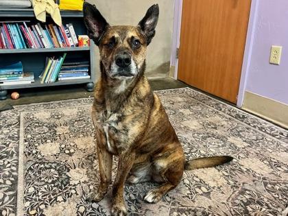 Enlarge Jack , a Adoptable mixed breed in Sacramento, CA image 4/4