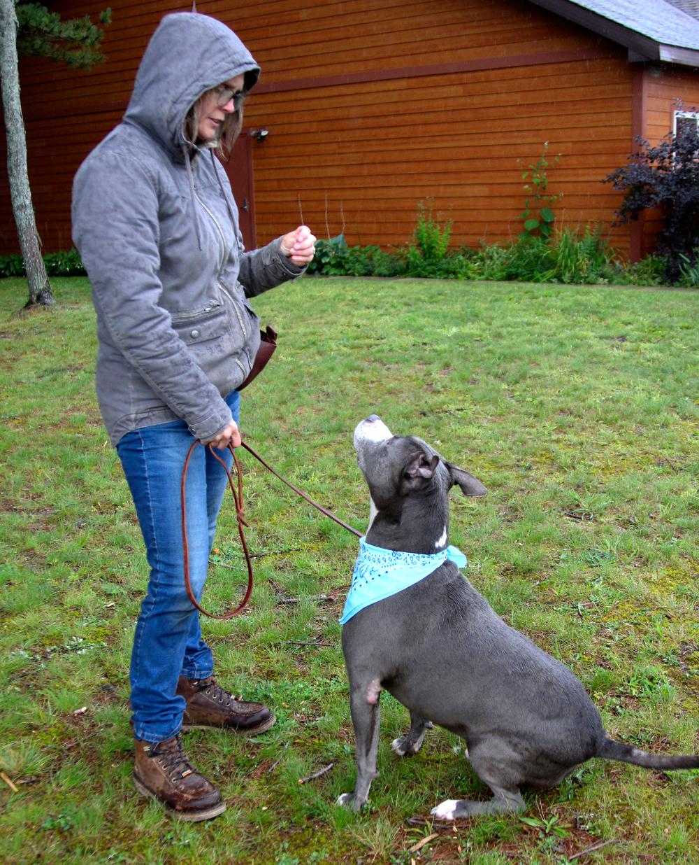 Bruno, an adoptable American Staffordshire Terrier in Cheboygan, MI, 49721 | Photo Image 4