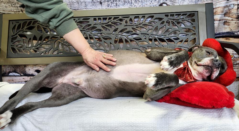 Enlarge Bruno, a Adoptable mixed breed in Cheboygan, MI image 2/6