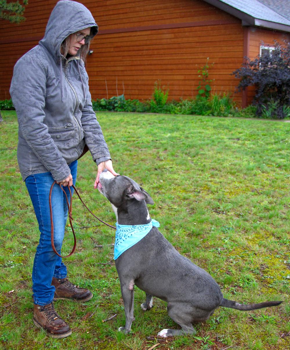 Bruno, an adoptable American Staffordshire Terrier in Cheboygan, MI, 49721 | Photo Image 5