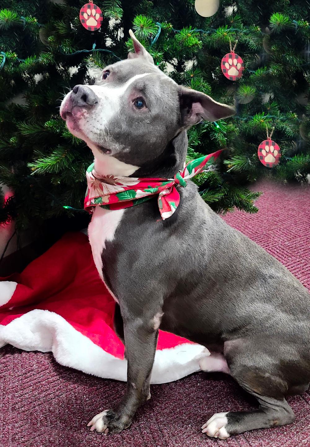 Bruno, Adoptable, Senior Male American Staffordshire Terrier.