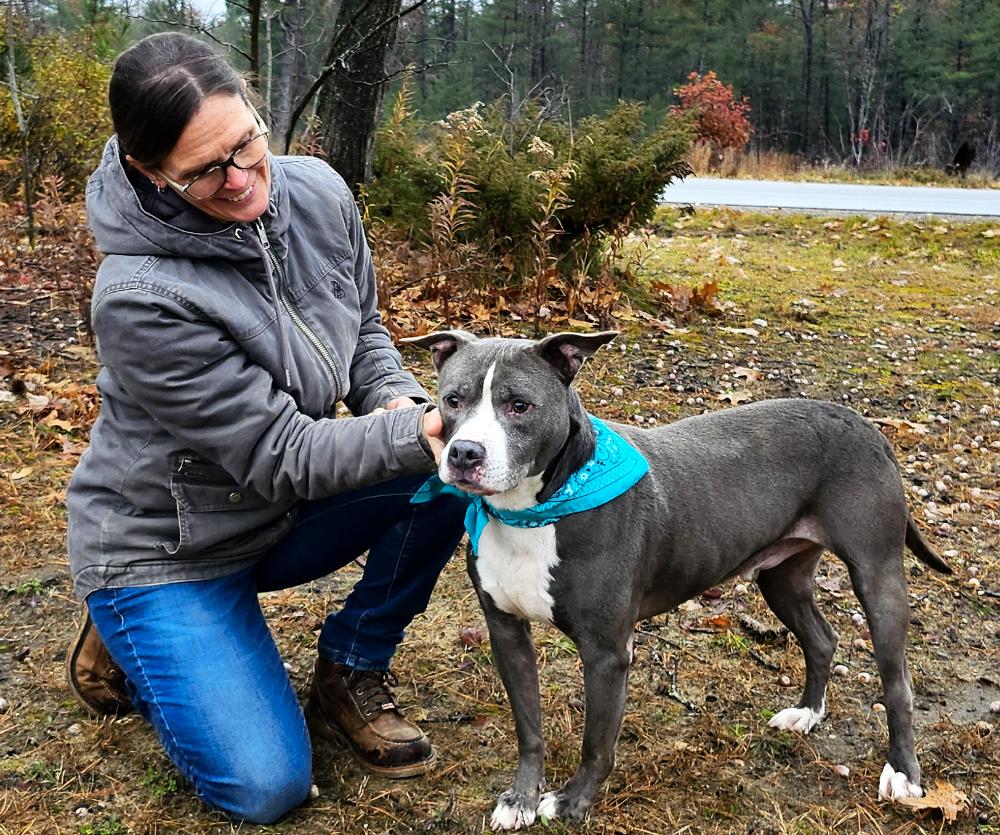 Bruno, an adoptable American Staffordshire Terrier in Cheboygan, MI, 49721 | Photo Image 1
